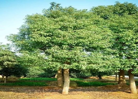 开元体育城彩园林香樟树：园林的赞美诗歌(图3)